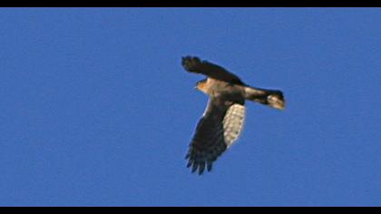 Eurasian Sparrowhawk