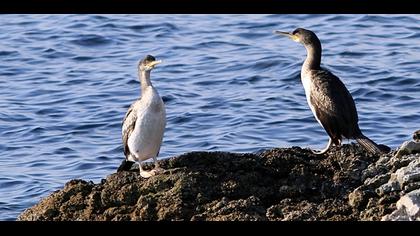European Shag