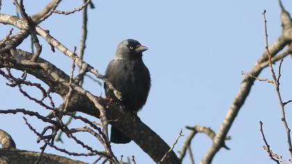 Western Jackdaw