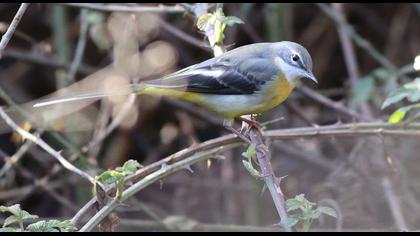 Dağ kuyruksallayanı