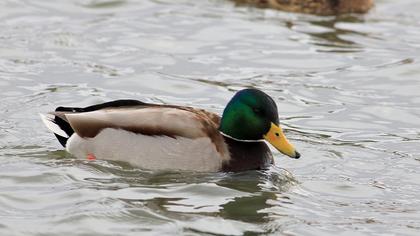 Mallard