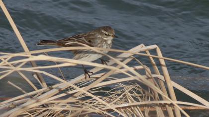 Water Pipit