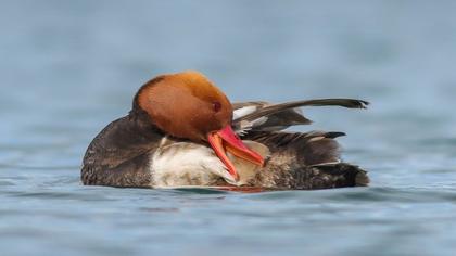 Red-crested Pochard