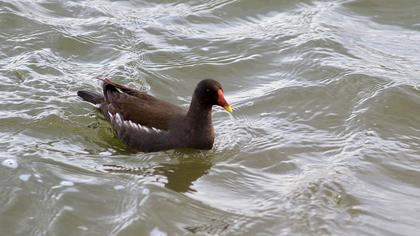 Common Moorhen