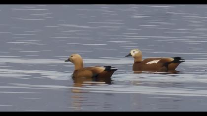 Ruddy Shelduck