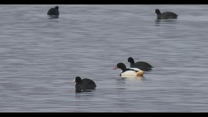Common Shelduck