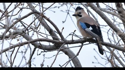 Eurasian Jay