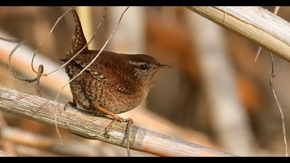 Eurasian Wren
