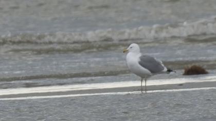 Caspian Gull