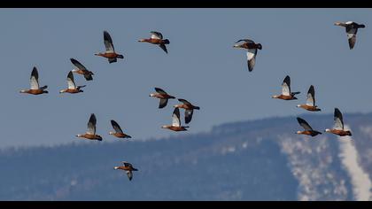 Ruddy Shelduck