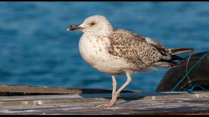 Caspian Gull