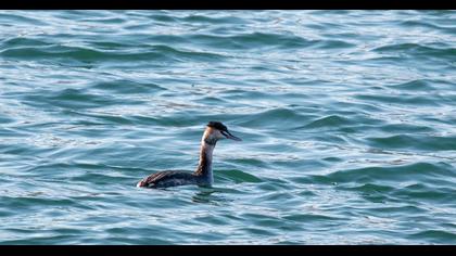 Great Crested Grebe