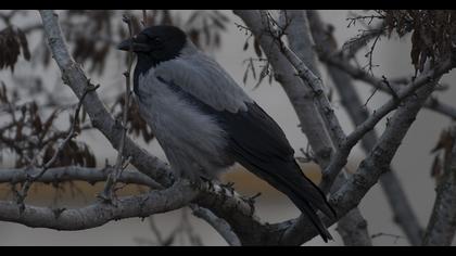 Hooded Crow
