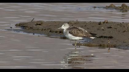 Common Greenshank