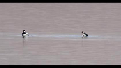 Karaboyunlu batağan