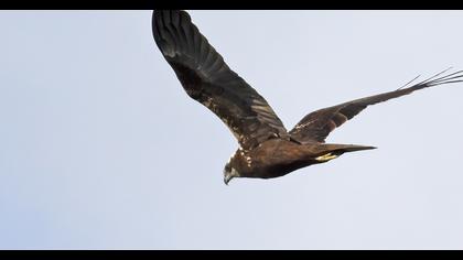 Western Marsh Harrier