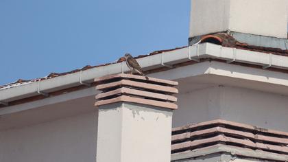 Eurasian Sparrowhawk