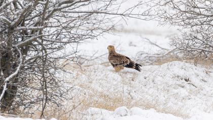 Eastern Imperial Eagle