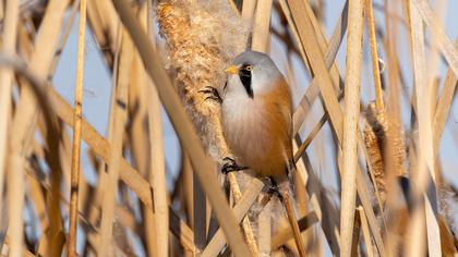Bearded Reedling