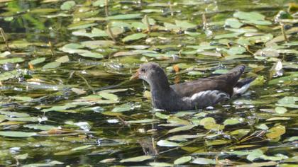 Common Moorhen