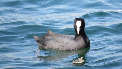 Eurasian Coot