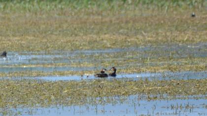 Great Crested Grebe
