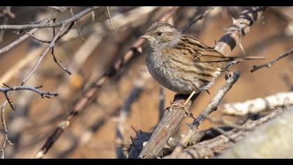 Dunnock