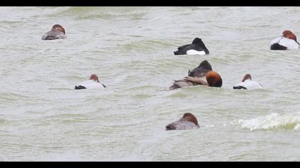 Red-crested Pochard