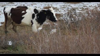 Western Cattle Egret