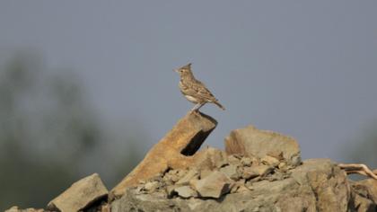 Crested Lark