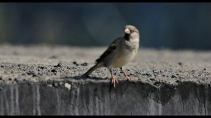 House Sparrow