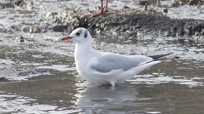 Black-headed Gull