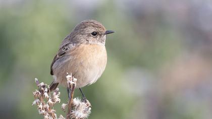 European Stonechat