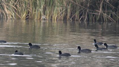 Eurasian Coot
