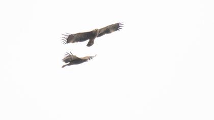 Eastern Imperial Eagle