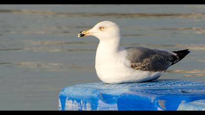 Yellow-legged Gull
