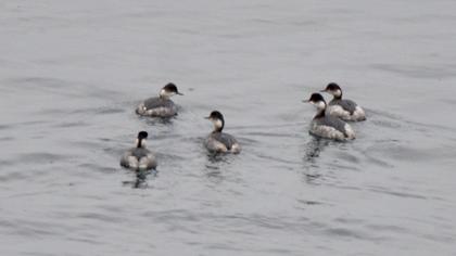 Black-necked Grebe