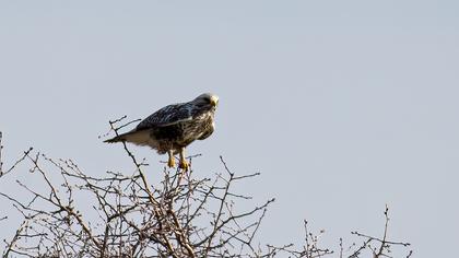 Rough-legged Buzzard
