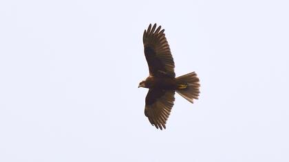 Western Marsh Harrier