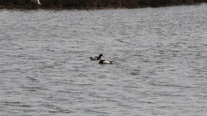 Common Shelduck