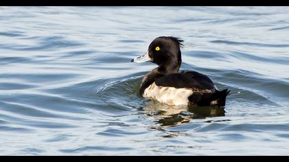 Tufted Duck