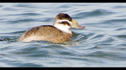 White-headed Duck