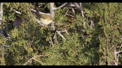 Common Chiffchaff