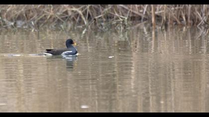 Common Moorhen