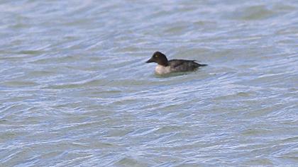 Common Goldeneye