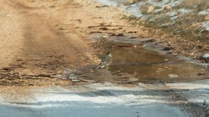 Eurasian Sparrowhawk