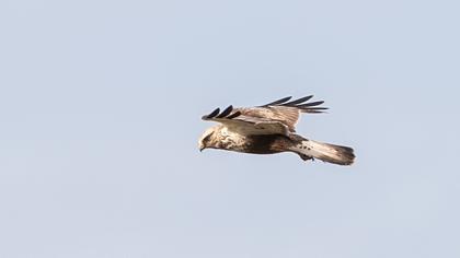 Rough-legged Buzzard