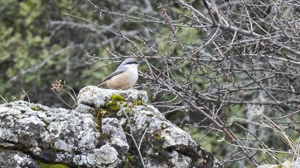 Western Rock Nuthatch