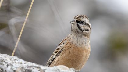 Rock Bunting