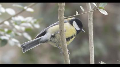 Great Tit